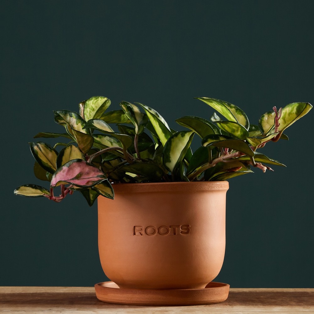 Хойя Триколор