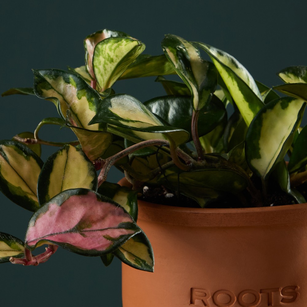 Хойя Триколор