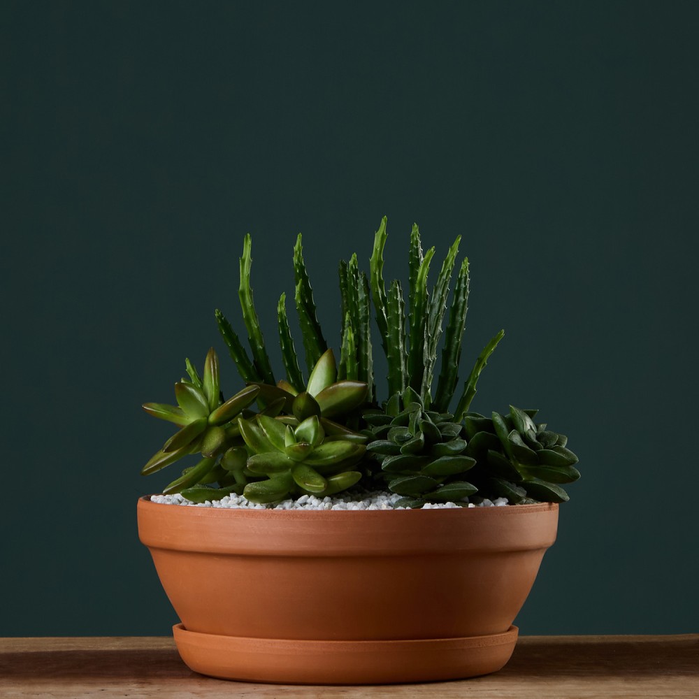 Суккулент микс 03 Суккулент микс 03