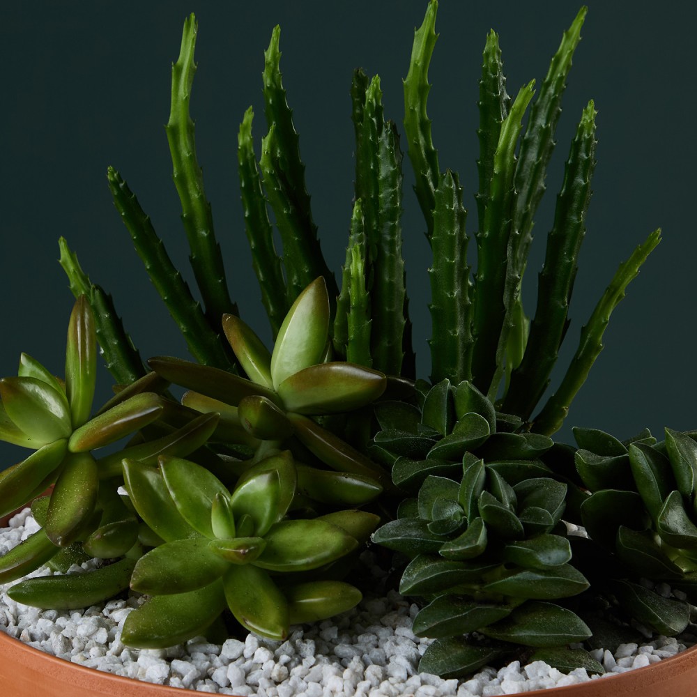 Суккулент микс 03 Суккулент микс 03