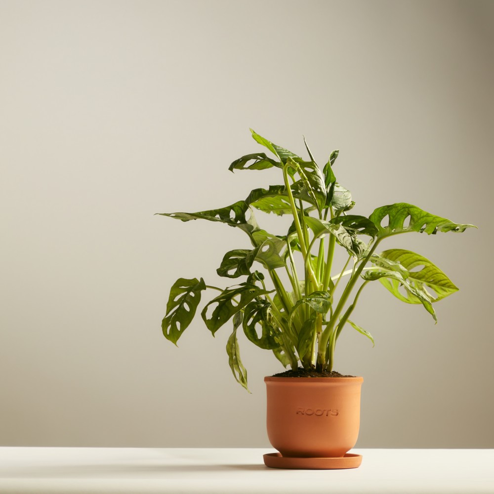 Монстера Манки Маск 