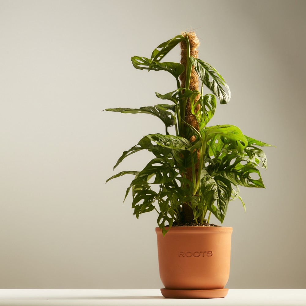 Монстера Манки Маск 