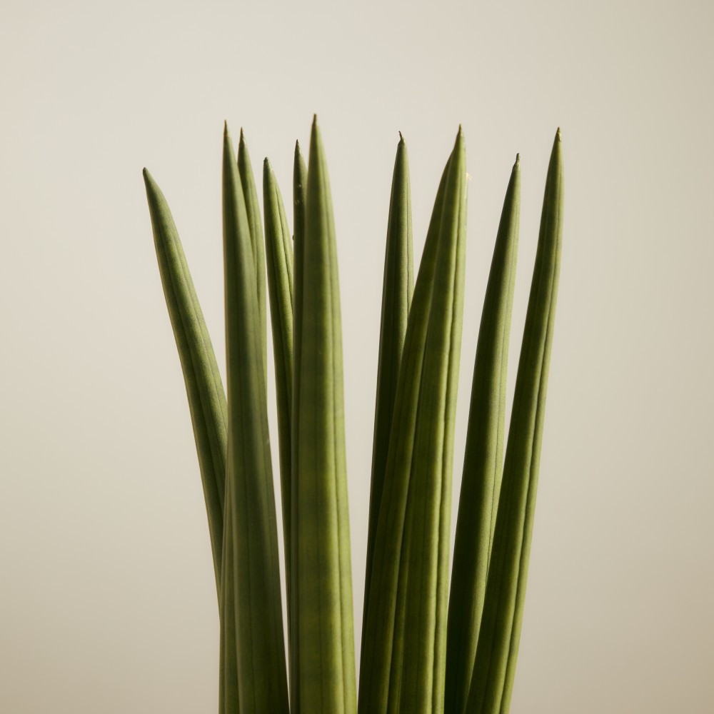 Сансевиерия Цилиндрика Сансевиерия Цилиндрика