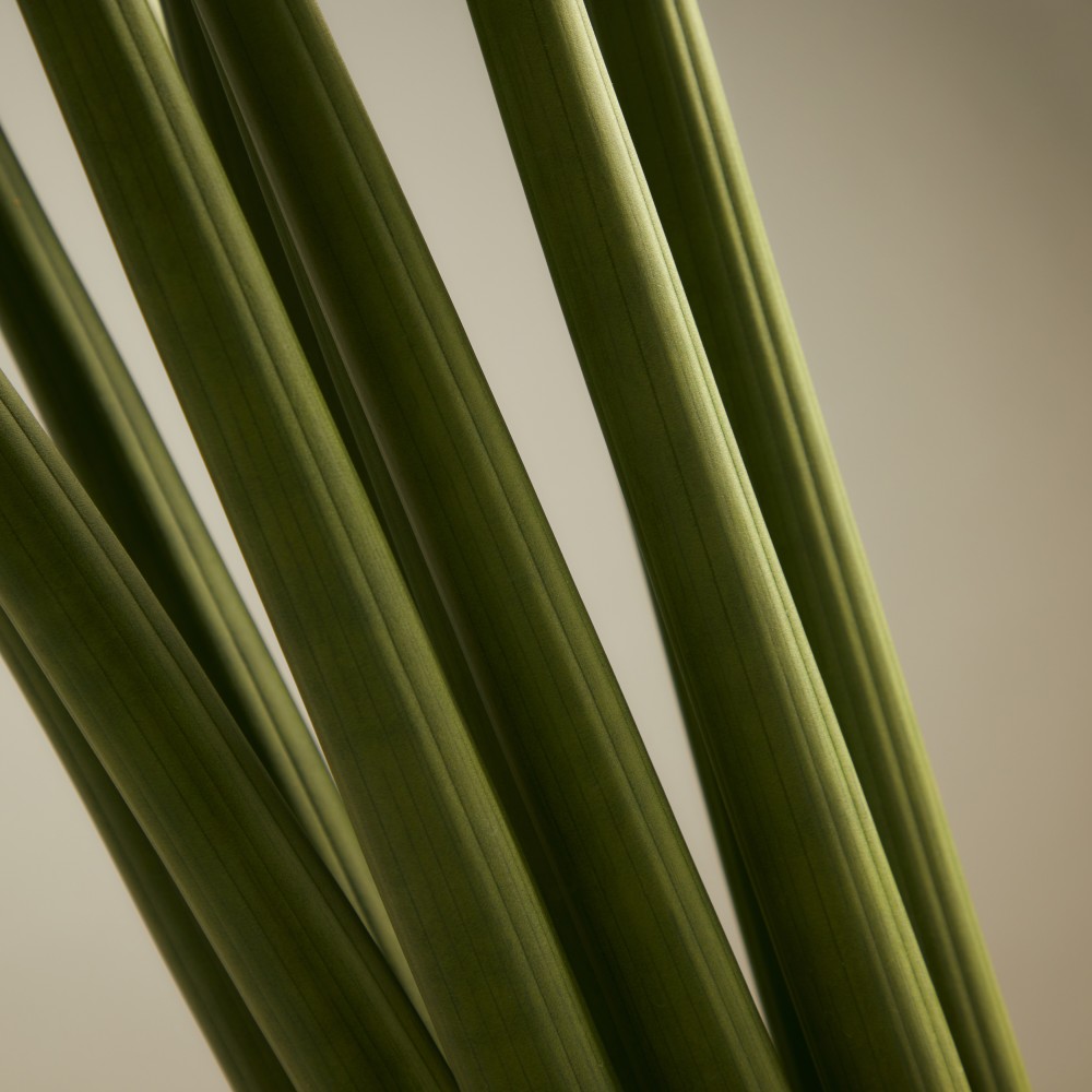 Сансевиерия Цилиндрика Сансевиерия Цилиндрика