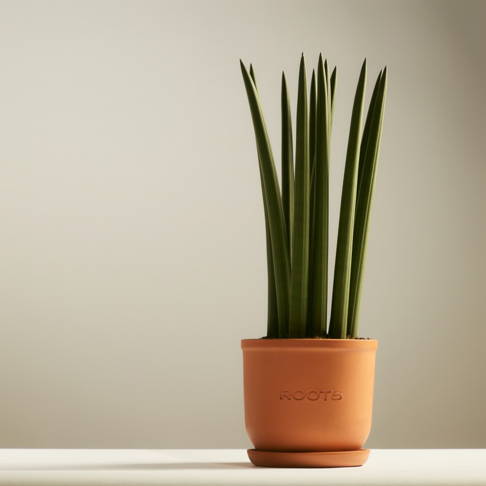 Сансевиерия Цилиндрика Сансевиерия Цилиндрика