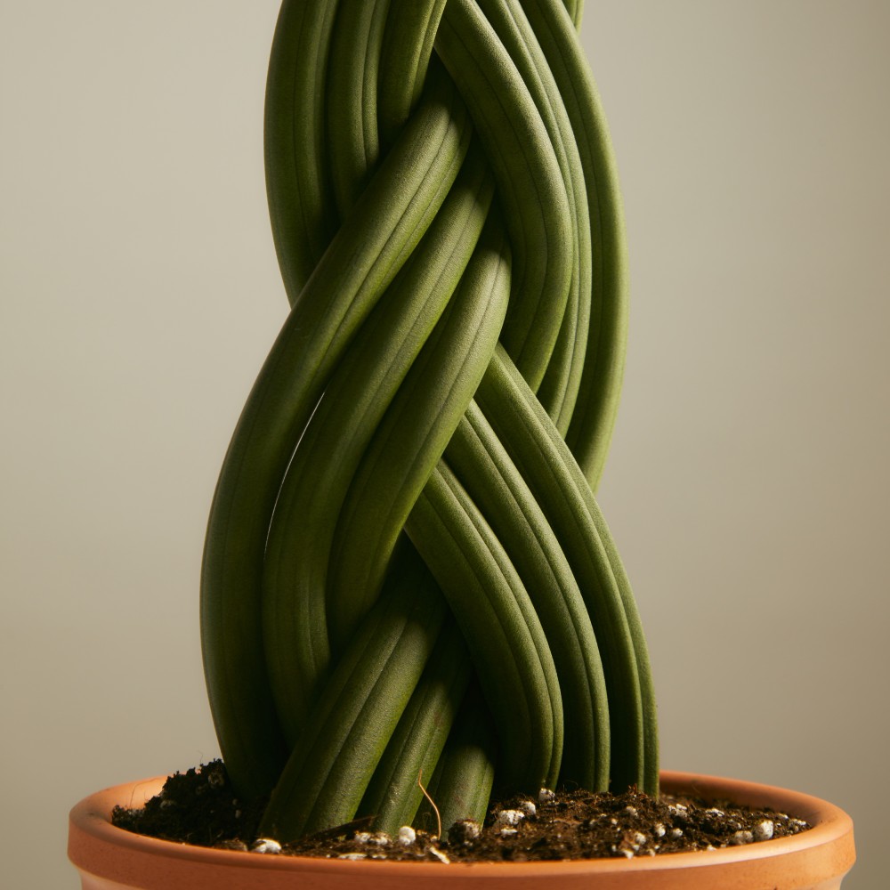 Сансевиерия Цилиндрика Коса Сансевиерия Цилиндрика Коса