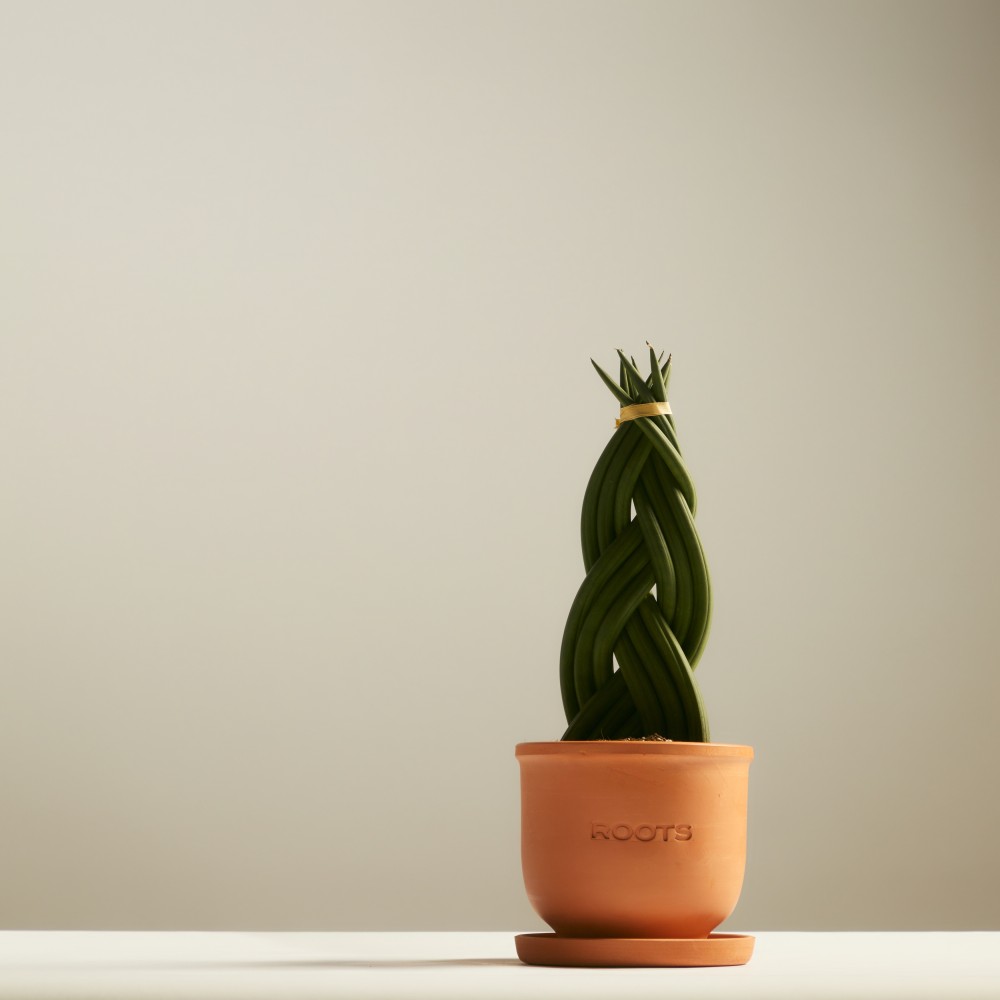 Сансевиерия Цилиндрика Коса Сансевиерия Цилиндрика Коса