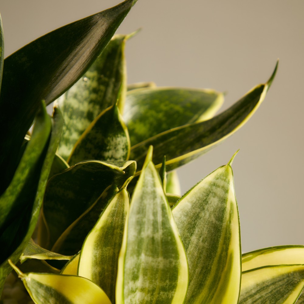 Суккулент микс 05 Суккулент микс 05