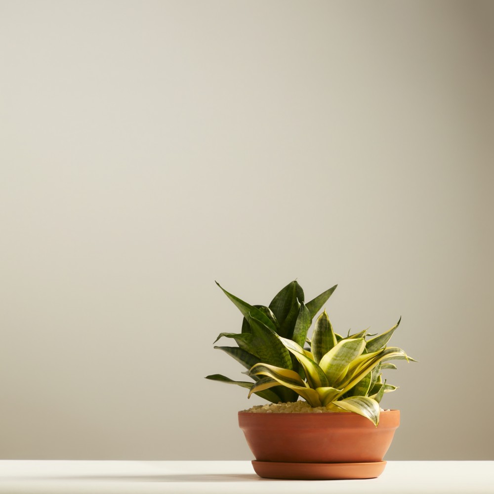 Суккулент микс 05 Суккулент микс 05