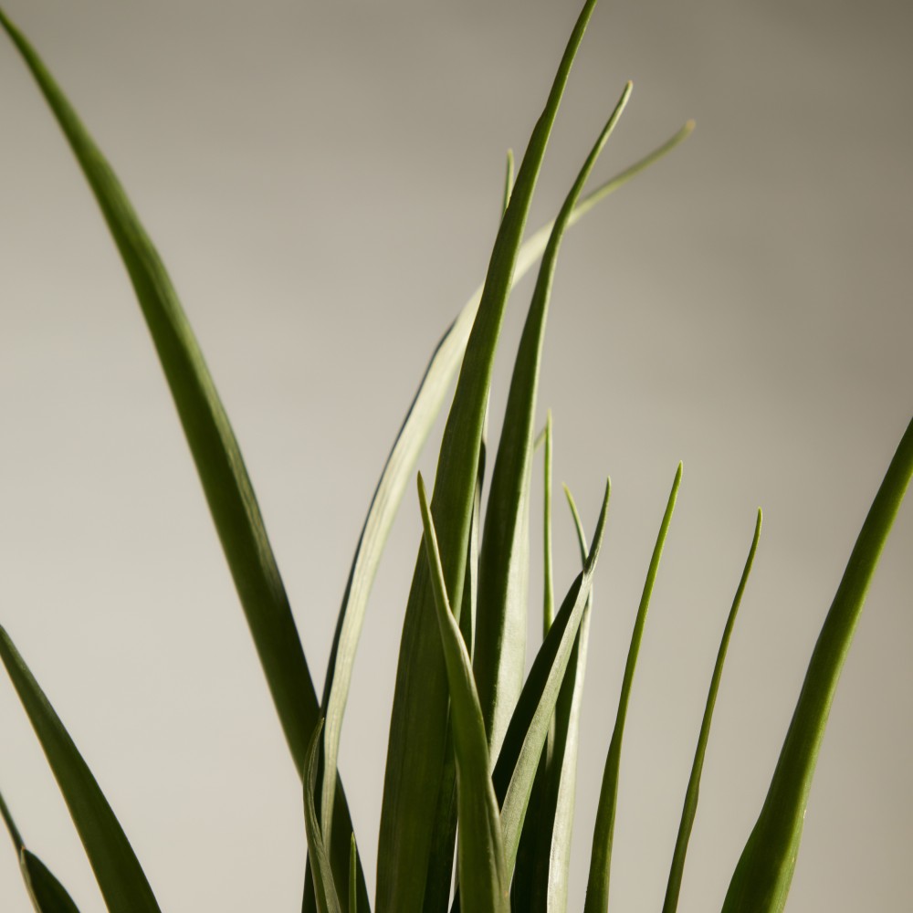 Сансевиерия Кирки Сансевиерия Кирки