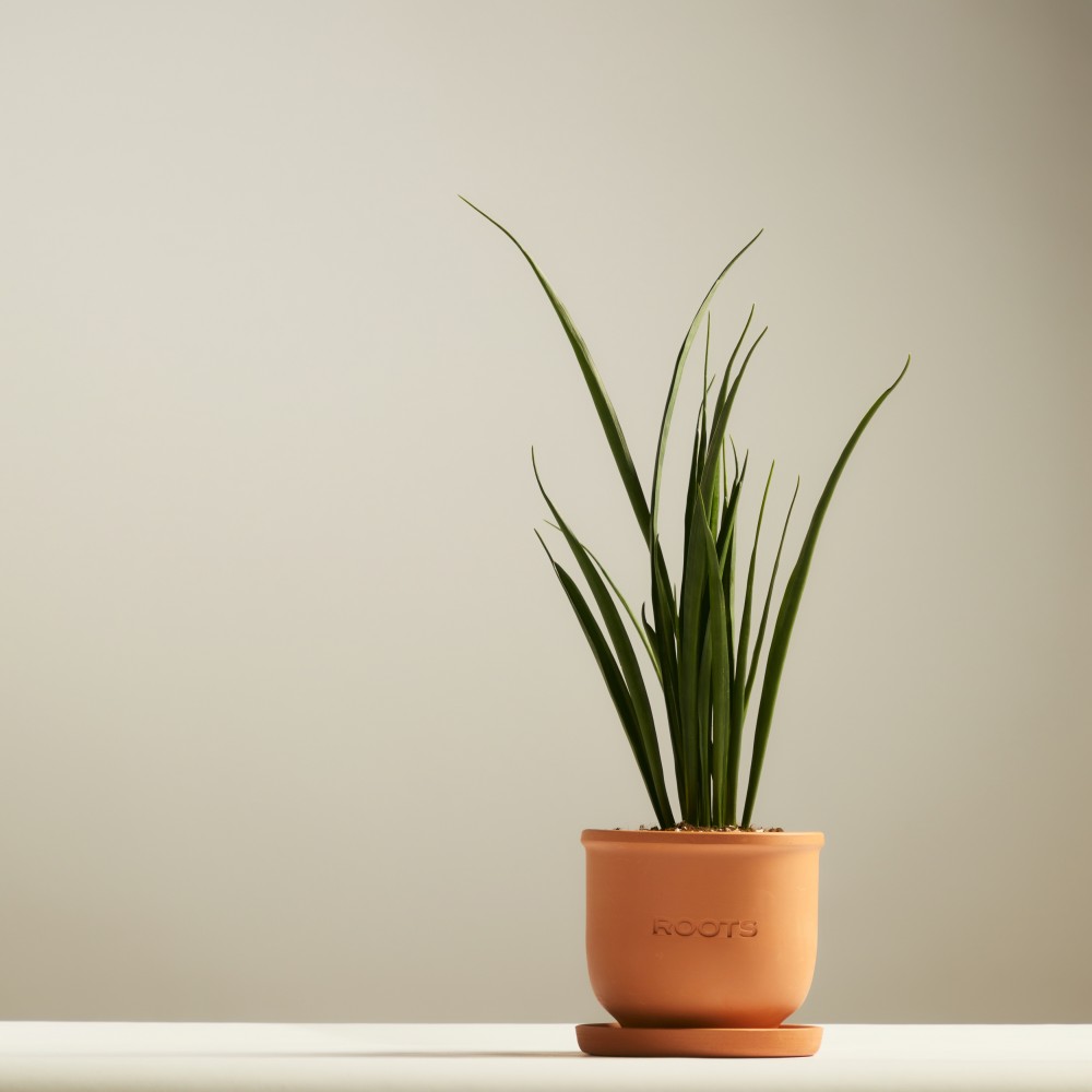 Сансевиерия Кирки Сансевиерия Кирки