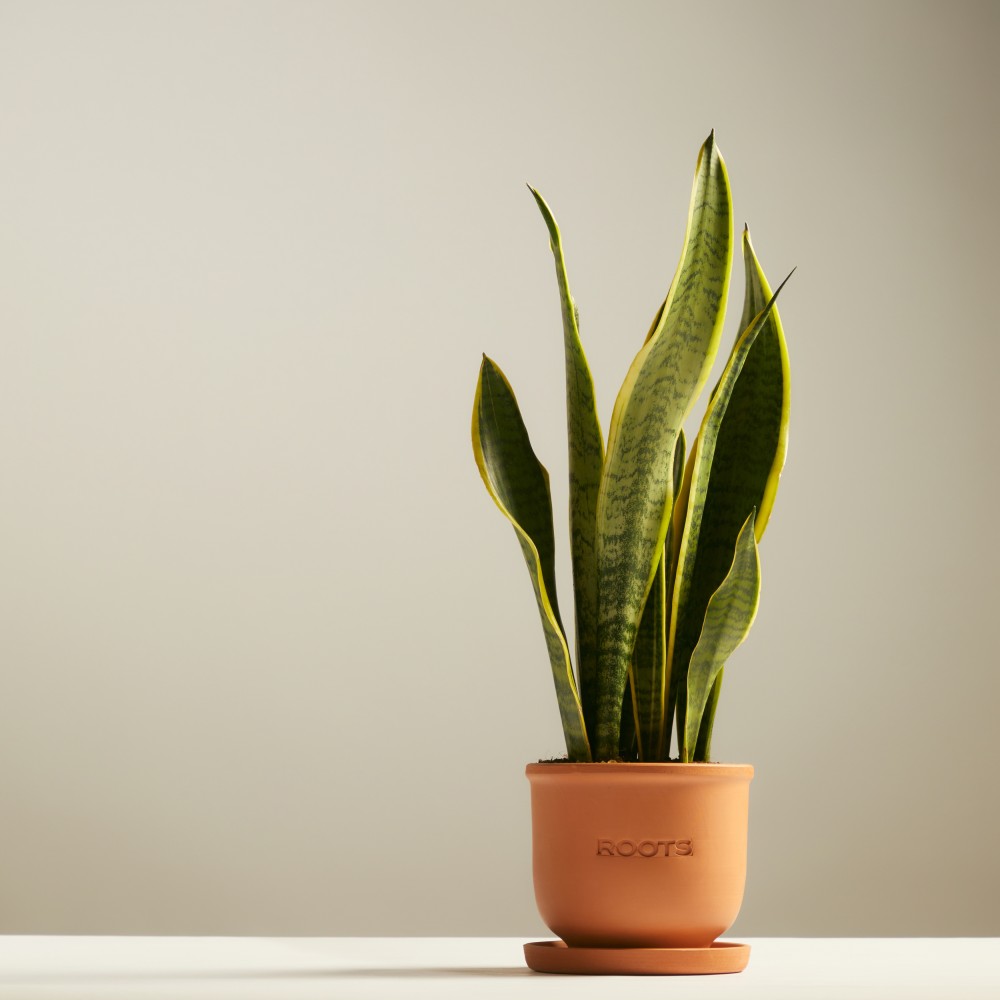 Сансевиерия Лауренти Сансевиерия Лауренти