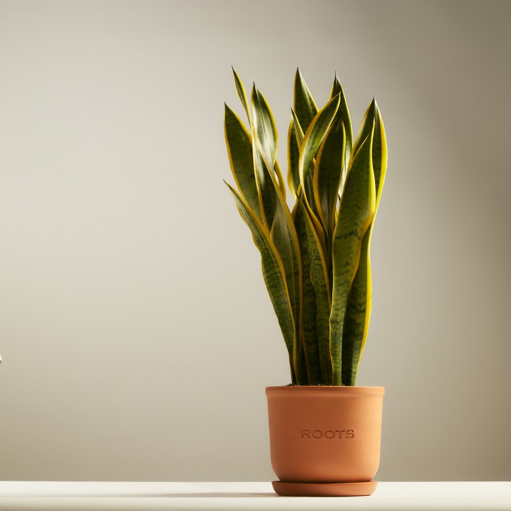 Сансевиерия Лауренти Сансевиерия Лауренти