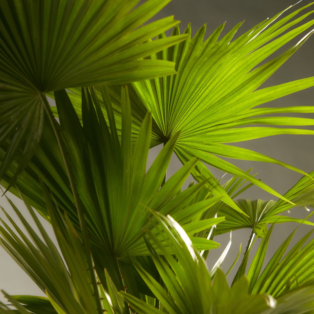 Ливинстона Ротундифолиа Ливинстона Ротундифолиа