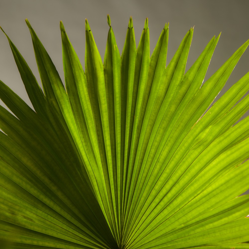 Ливинстона Ротундифолиа Ливинстона Ротундифолиа