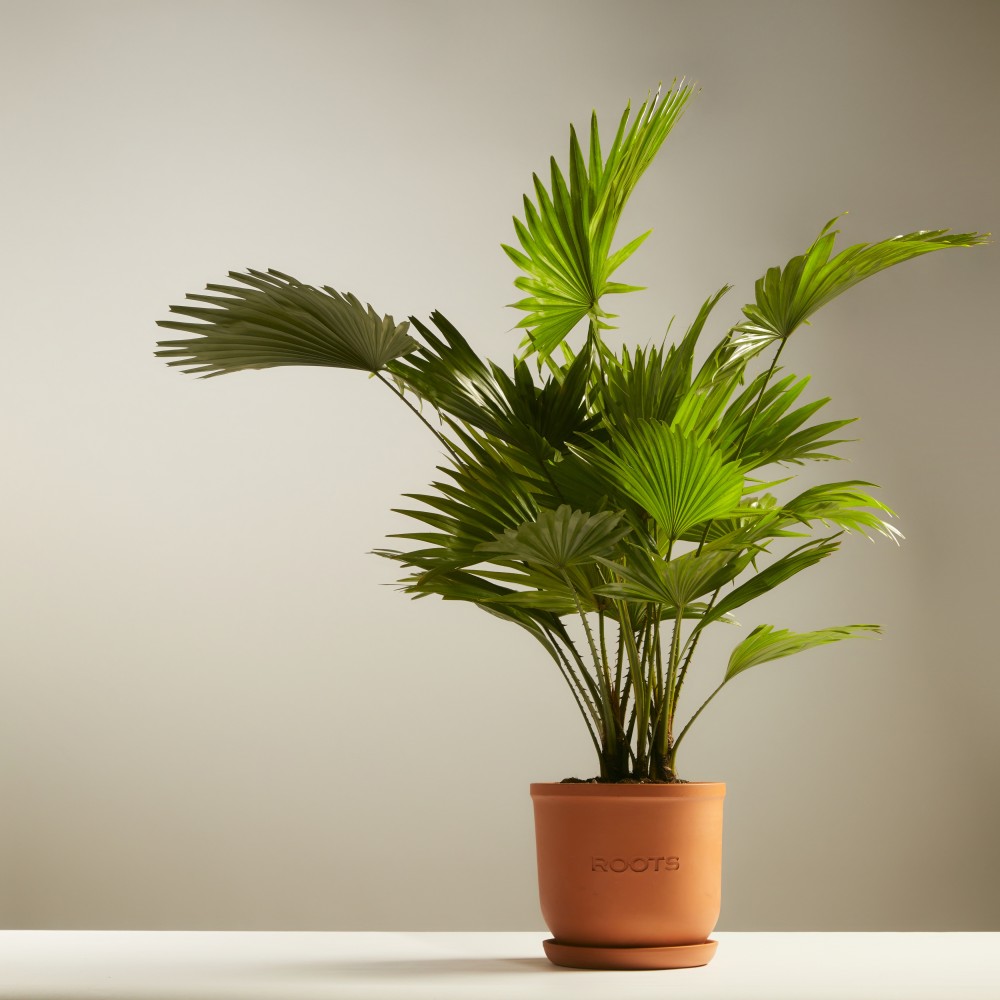 Ливинстона Ротундифолиа Ливинстона Ротундифолиа