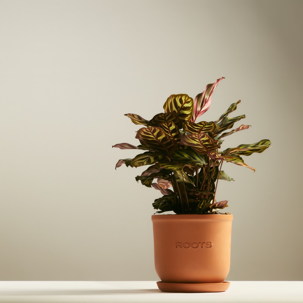 Калатея Макояна Калатея Макояна