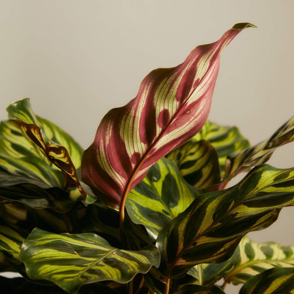 Калатея Макояна Калатея Макояна