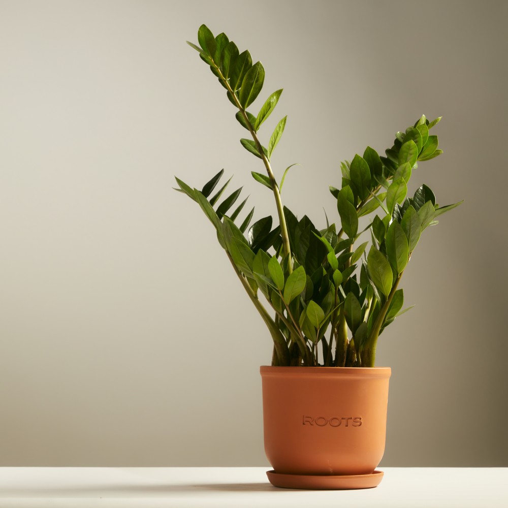 Замиокулькас Замиокулькас