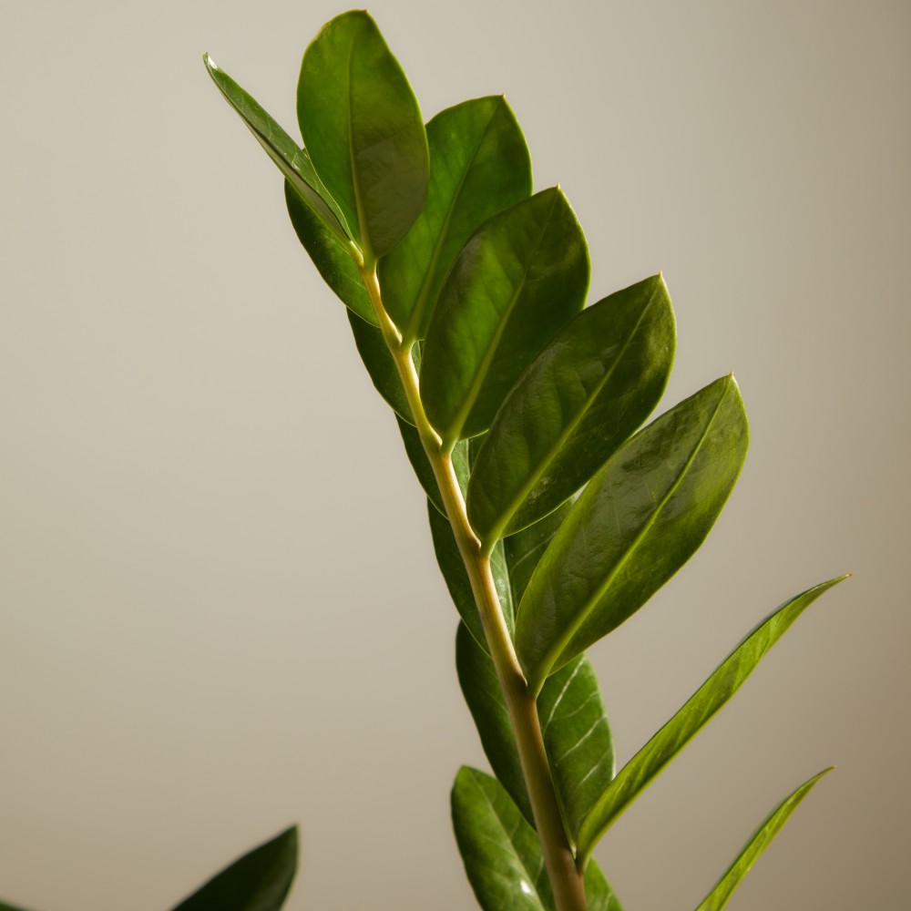 Замиокулькас Замиокулькас