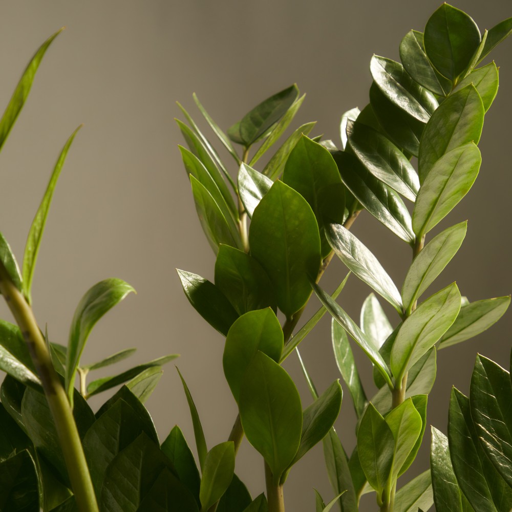 Замиокулькас Замиокулькас