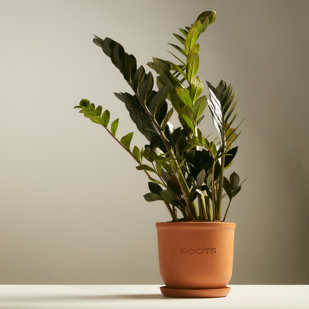 Замиокулькас Равен Замиокулькас Равен