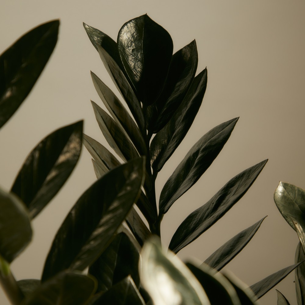 Замиокулькас Равен Замиокулькас Равен