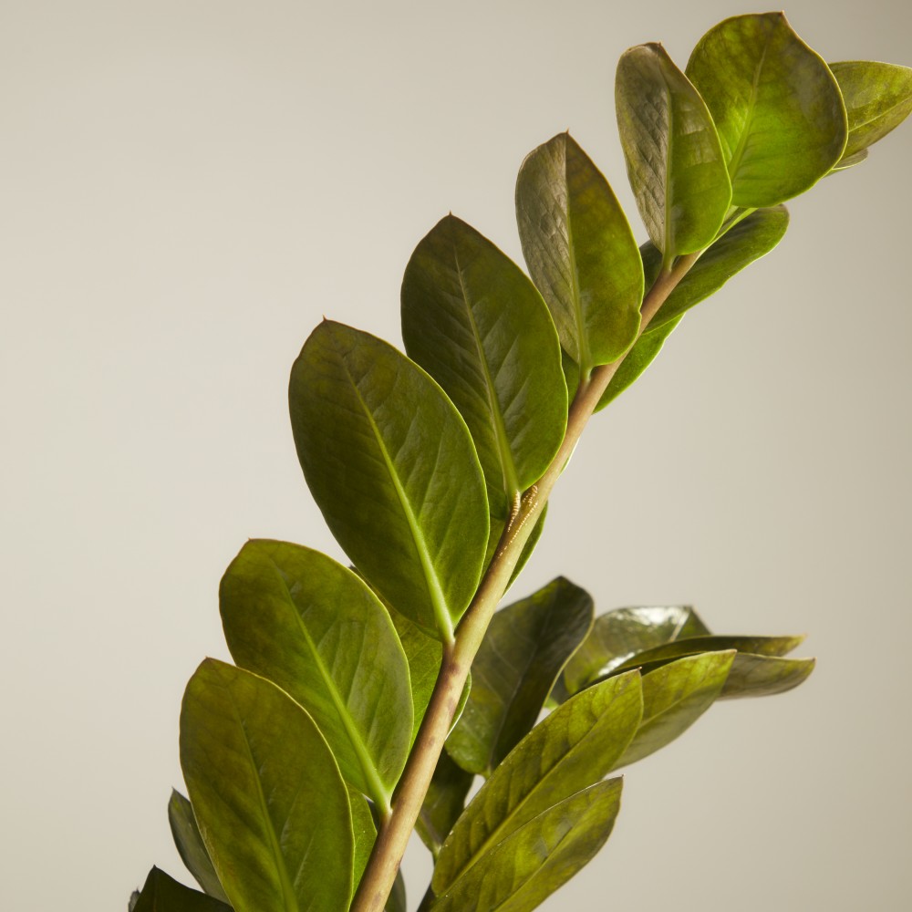 Замиокулькас Равен Замиокулькас Равен