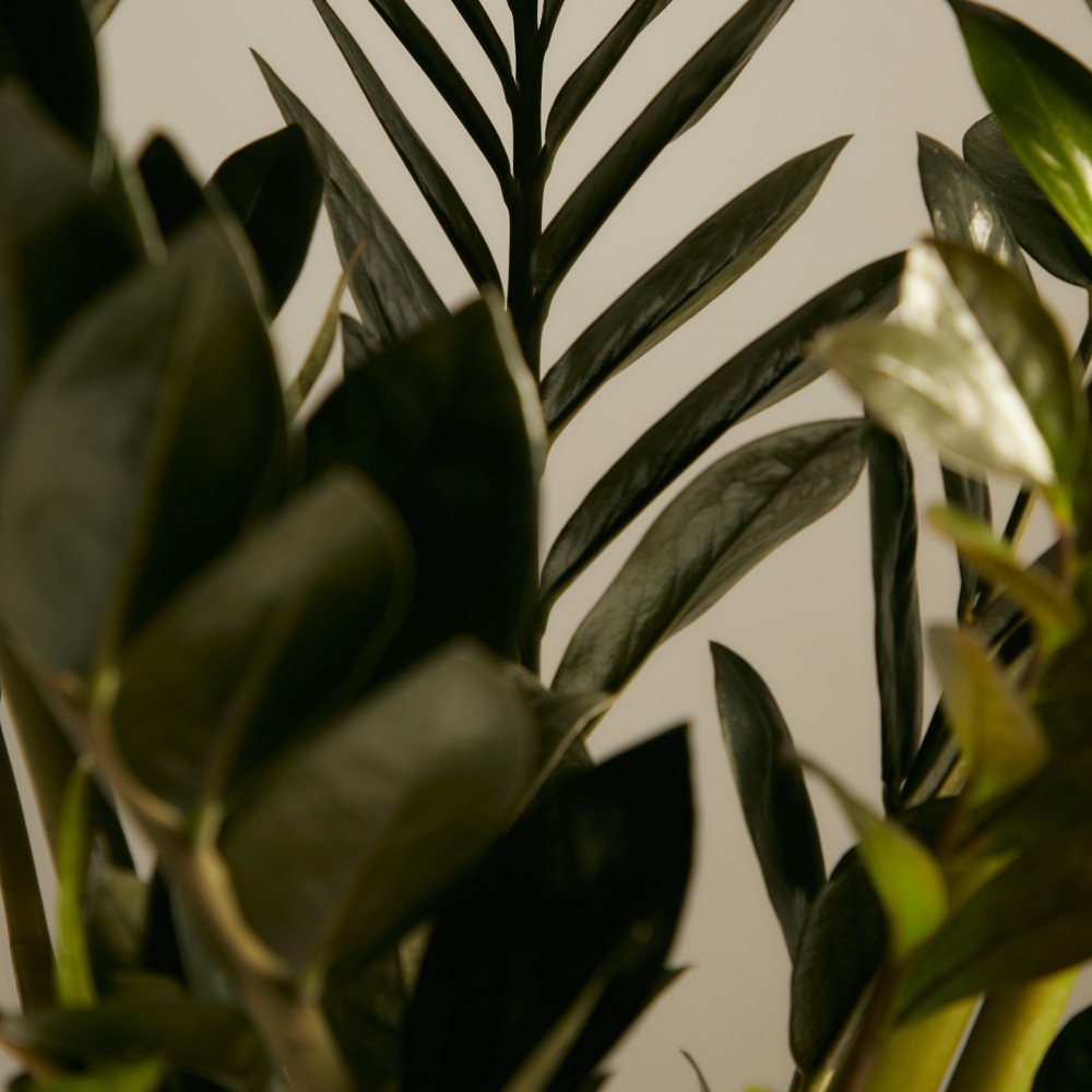 Замиокулькас Равен Замиокулькас Равен