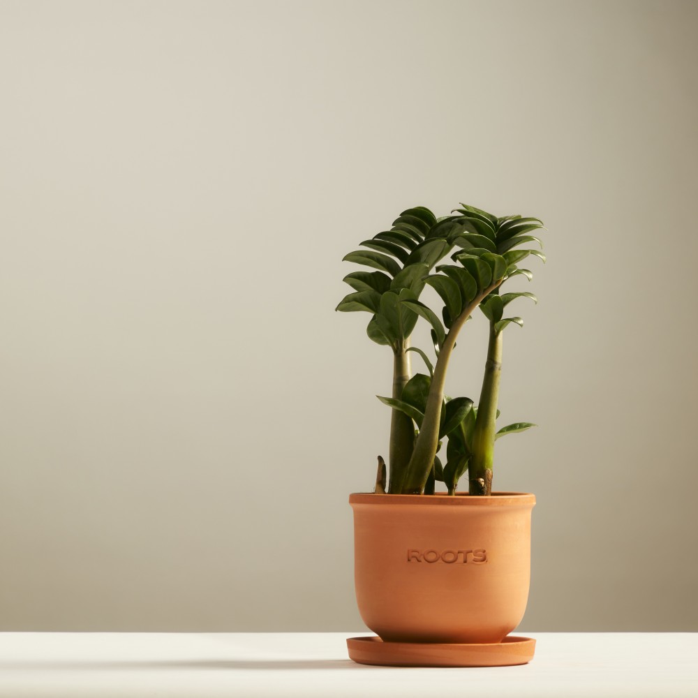 Замиокулькас Зензи Замиокулькас Зензи