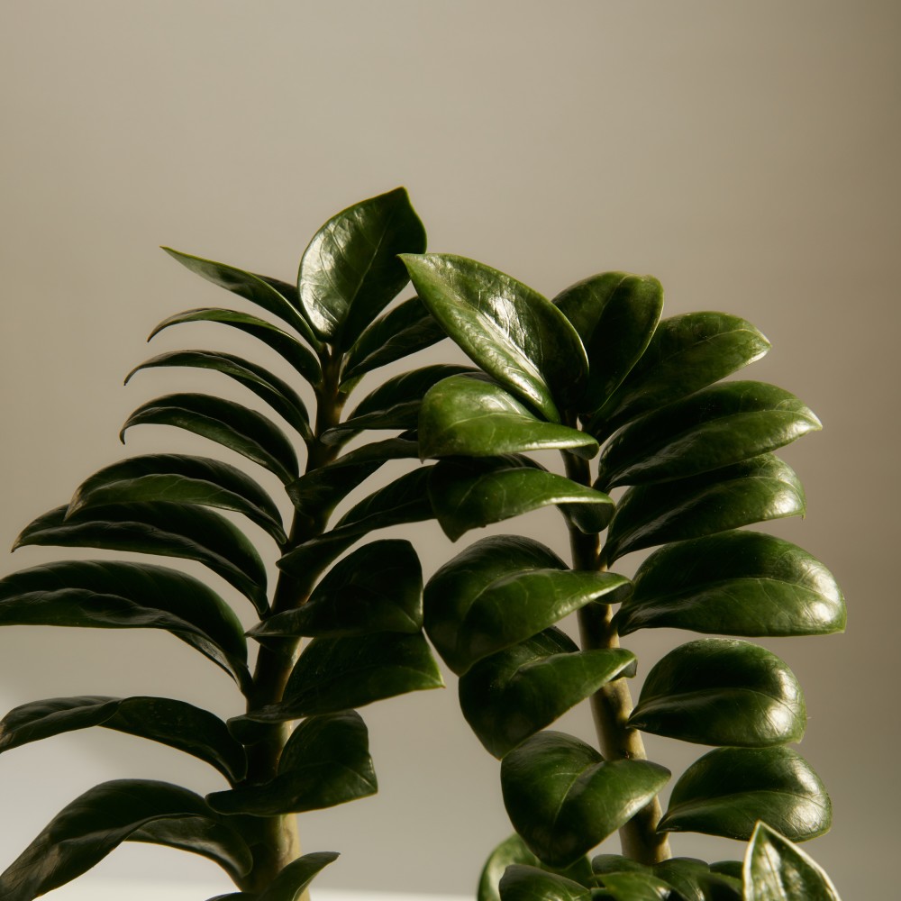 Замиокулькас Зензи Замиокулькас Зензи