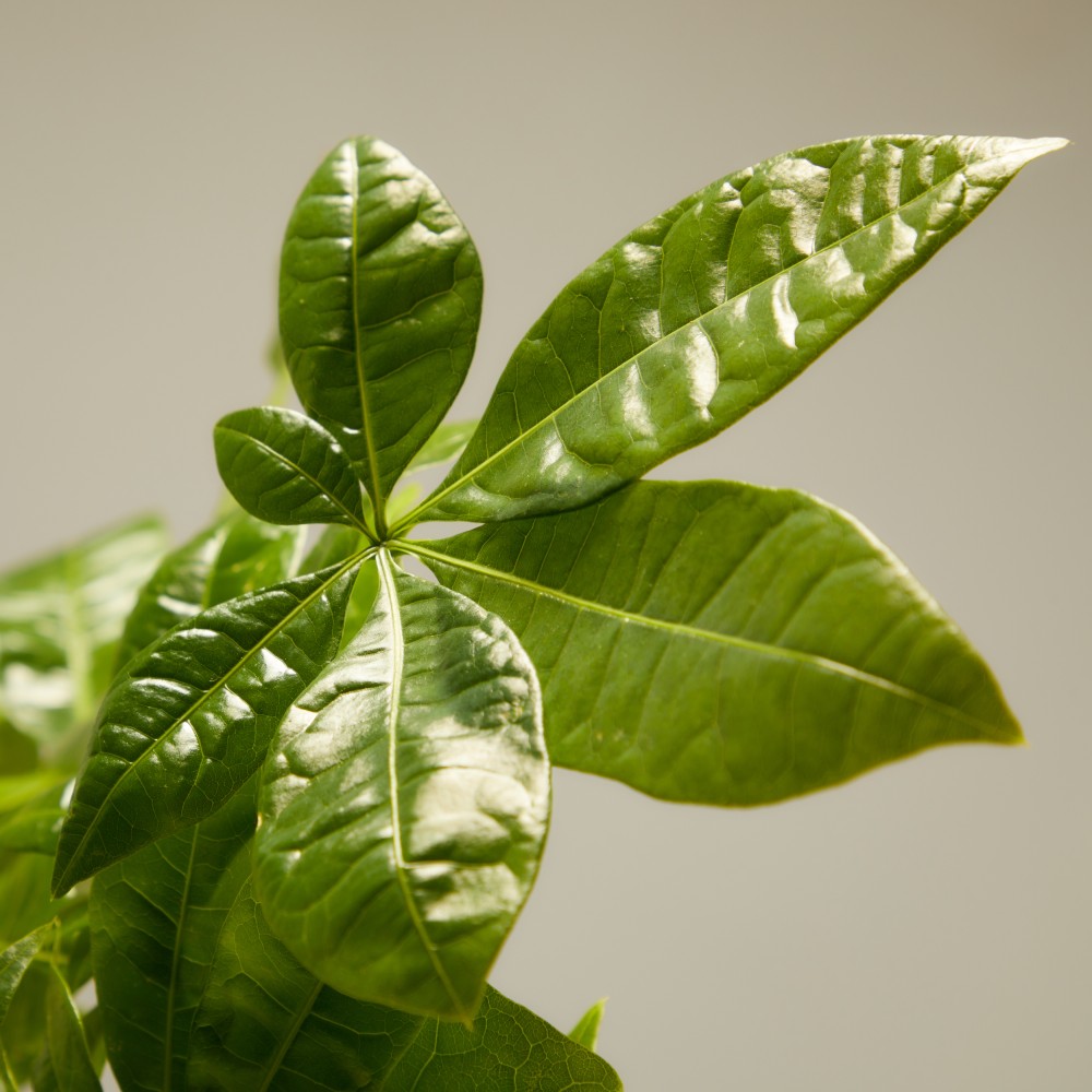 Пахира Акватика Пахира Акватика