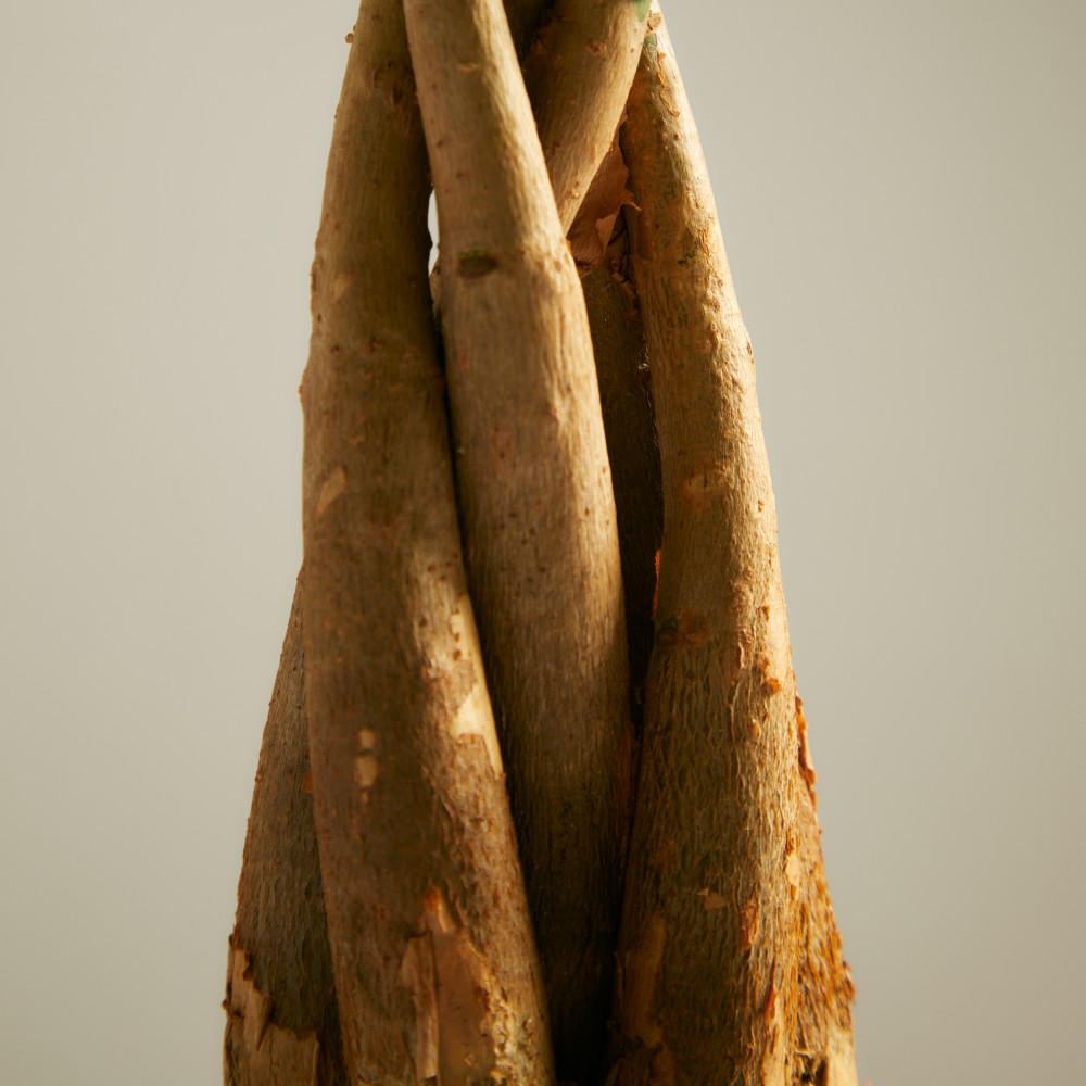 Пахира Акватика Пахира Акватика