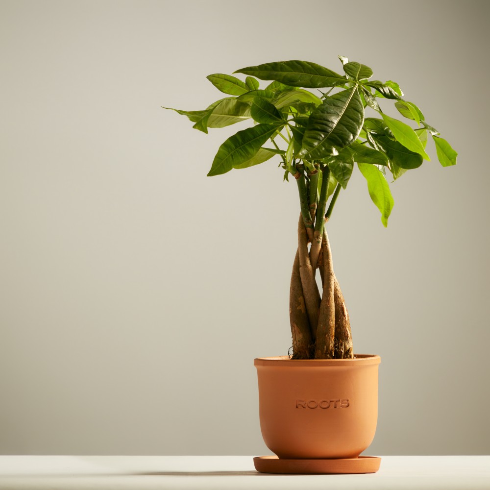 Пахира Акватика Пахира Акватика