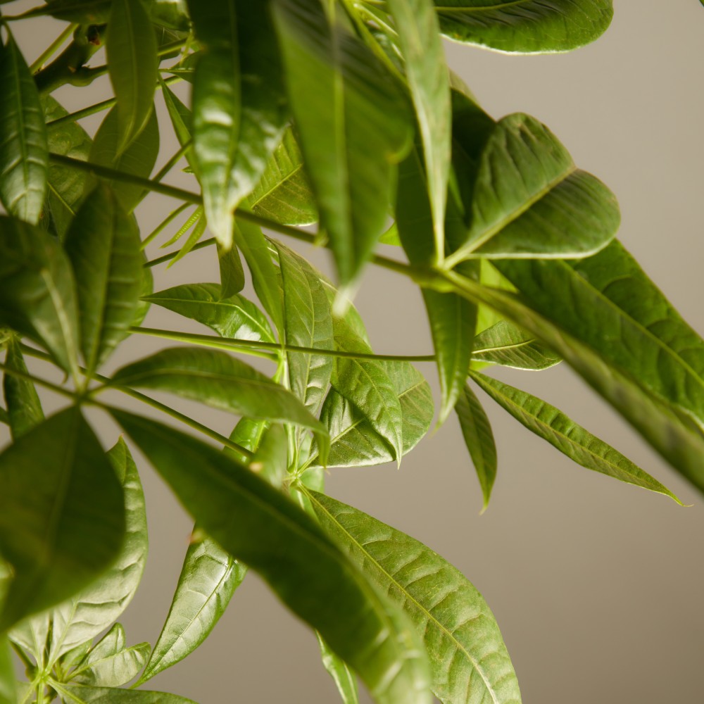 Пахира Акватика Пахира Акватика