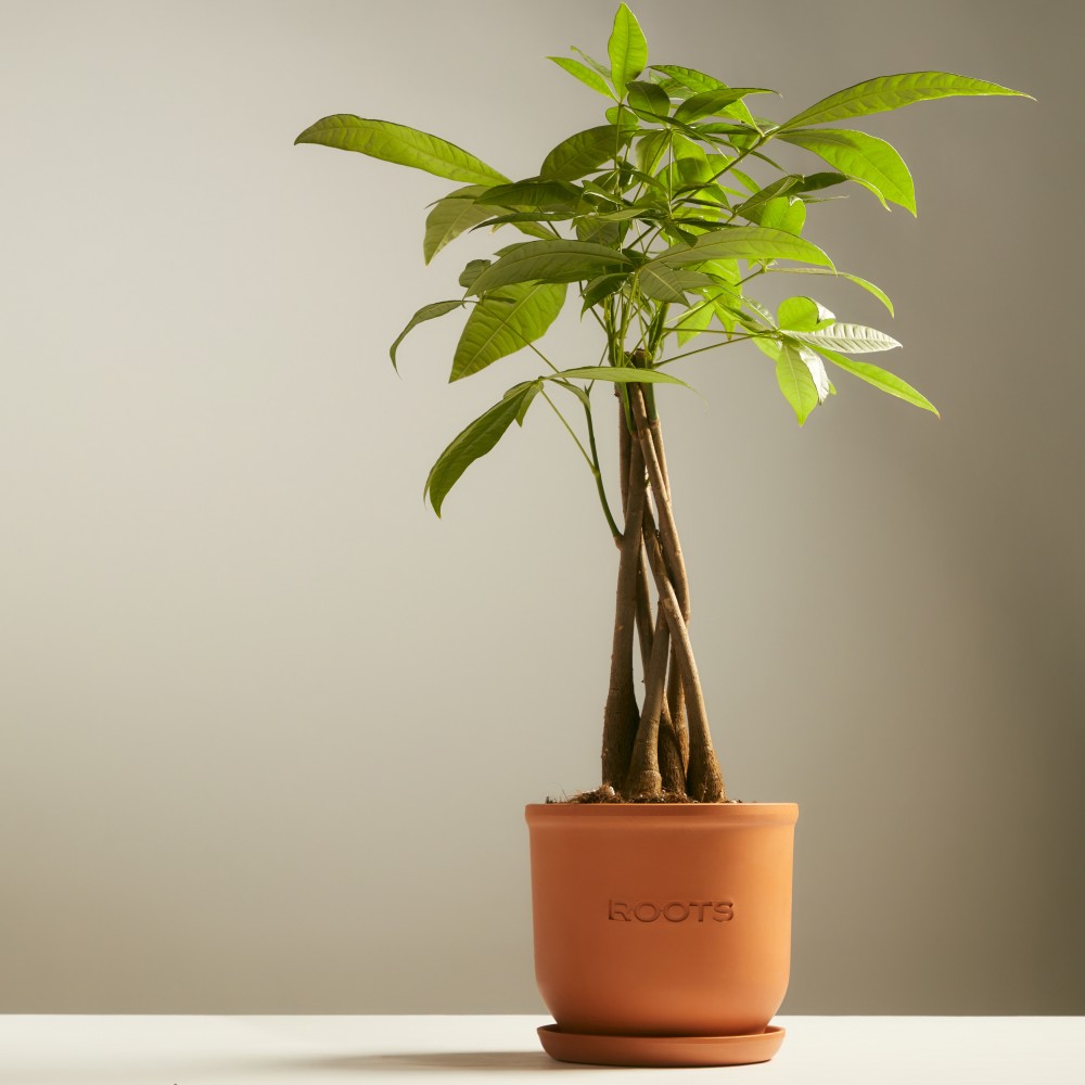 Пахира Акватика Пахира Акватика