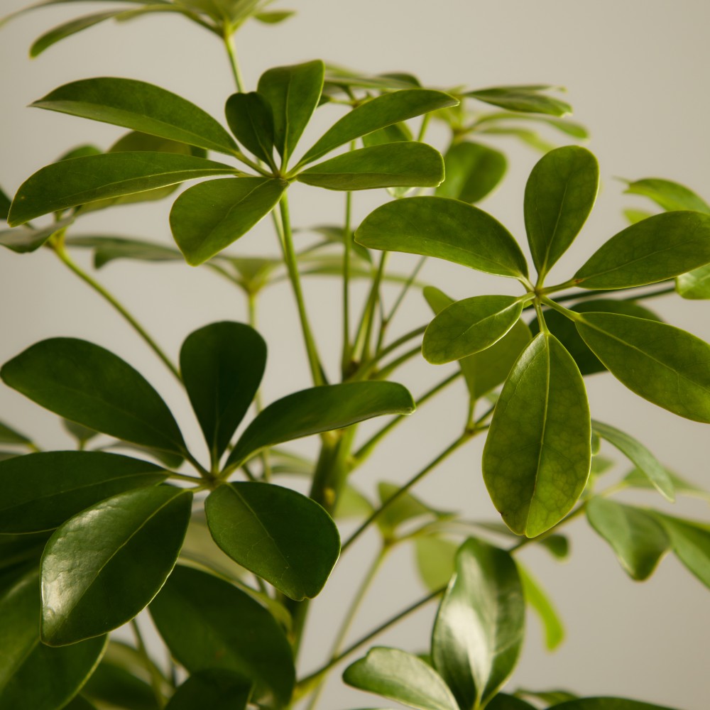 Шеффлера Нора Шеффлера Нора