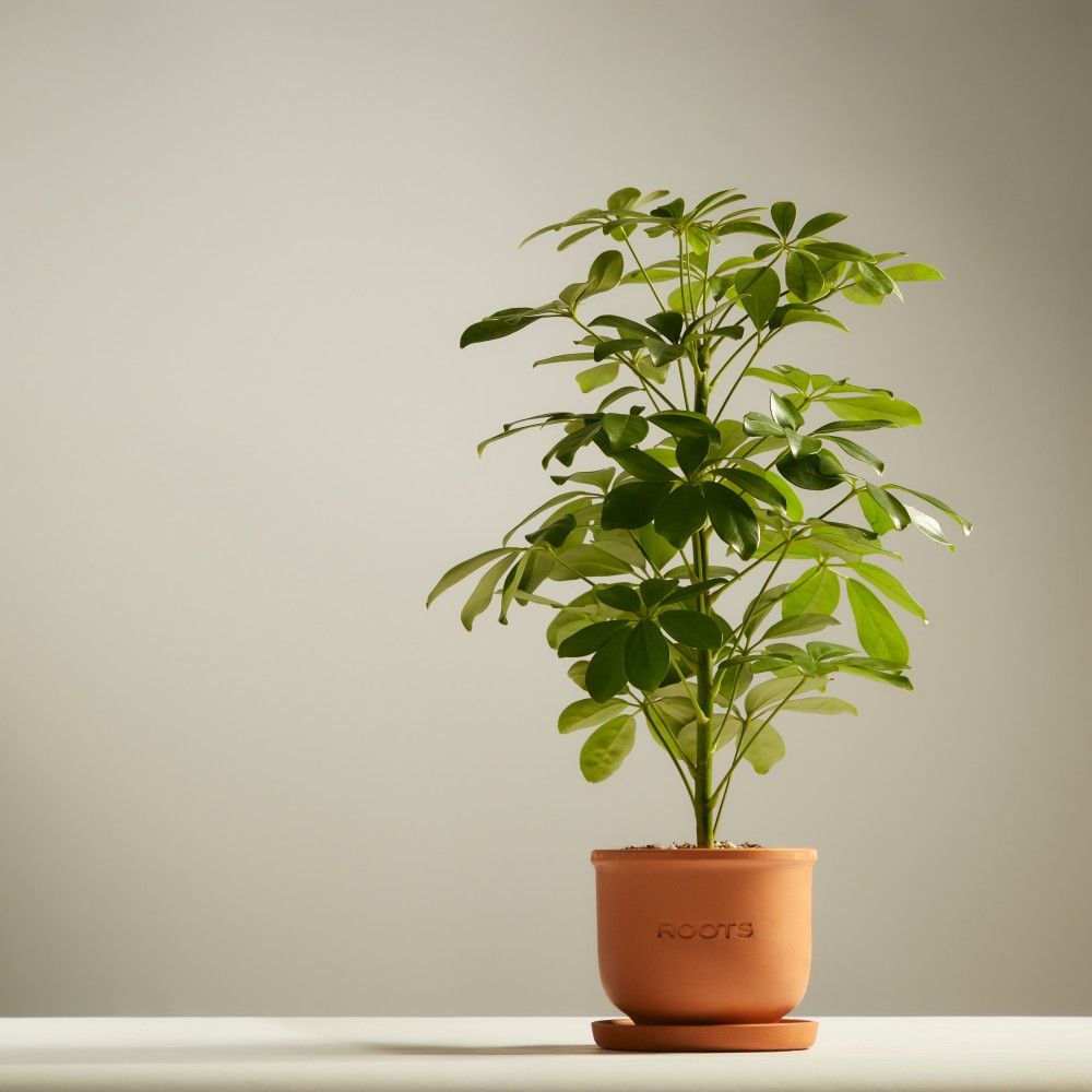 Шеффлера Нора Шеффлера Нора