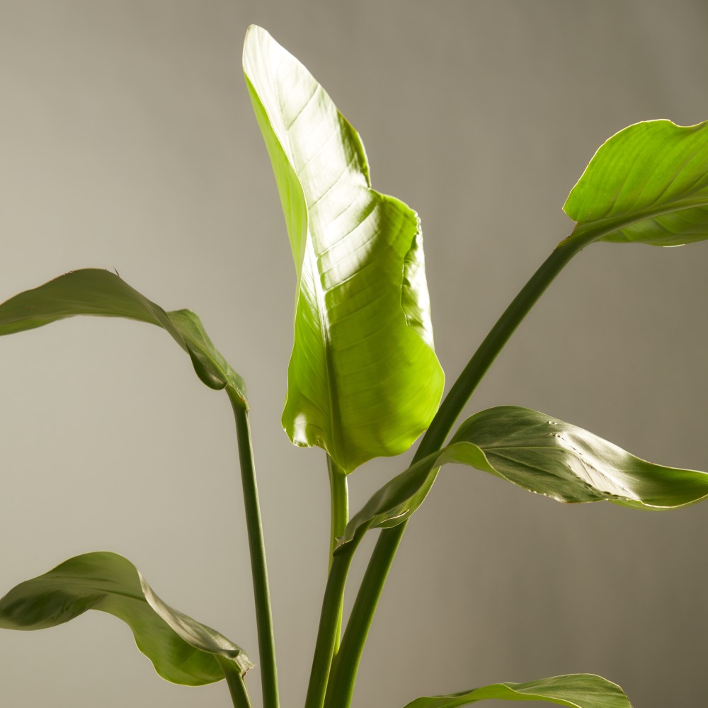 Стрелиция Николая Стрелиция Николая