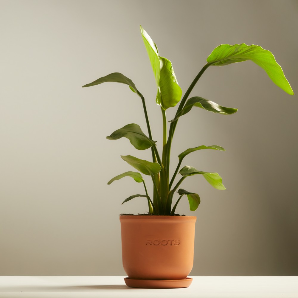 Стрелиция Николая Стрелиция Николая