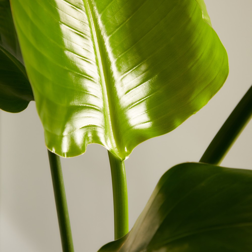 Стрелиция Николая Стрелиция Николая