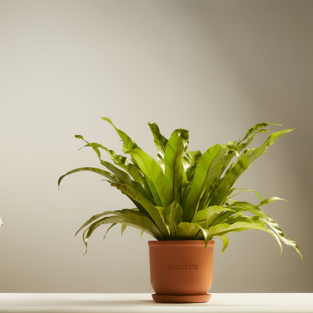 Асплениум Осака Асплениум Осака