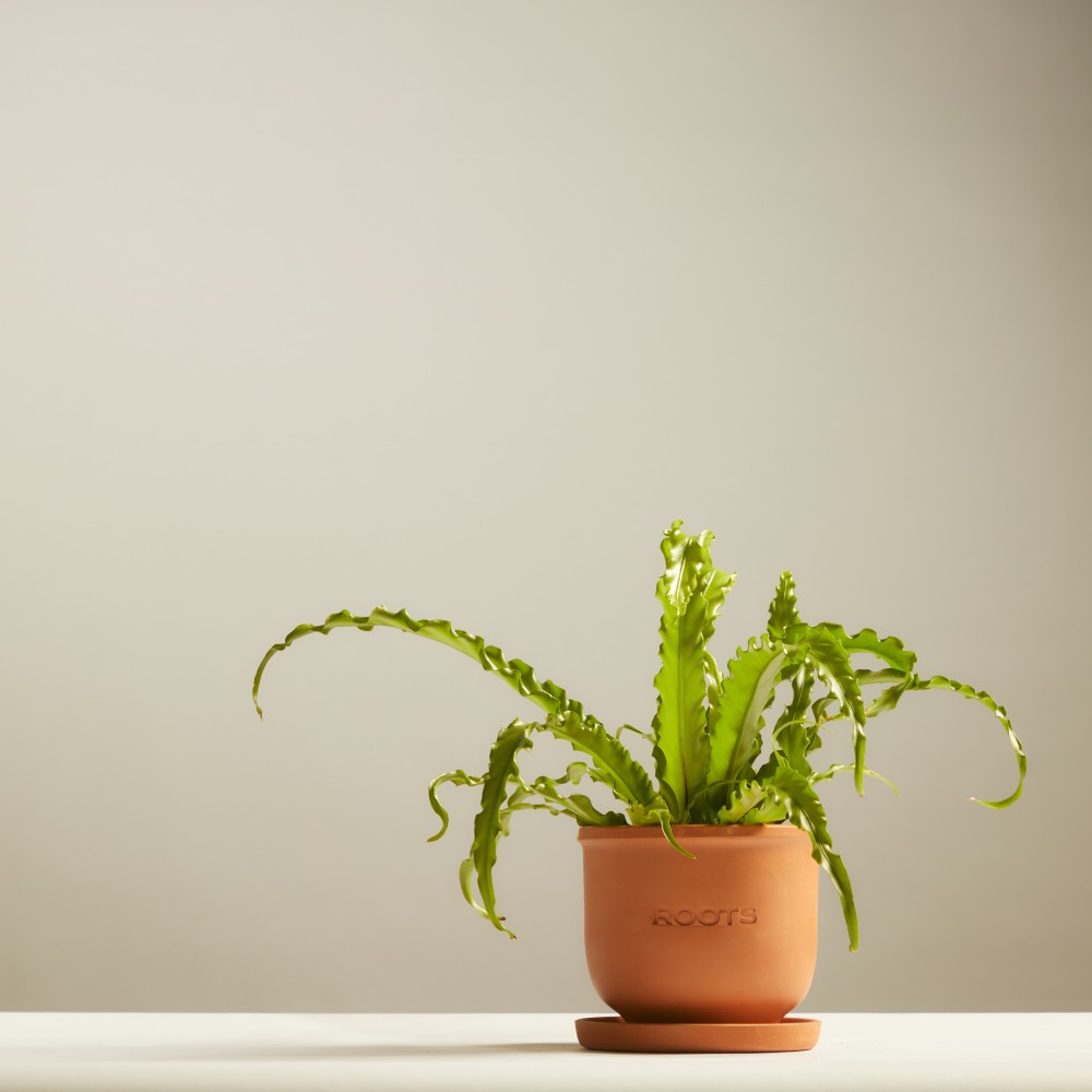 Асплениум Осака Асплениум Осака