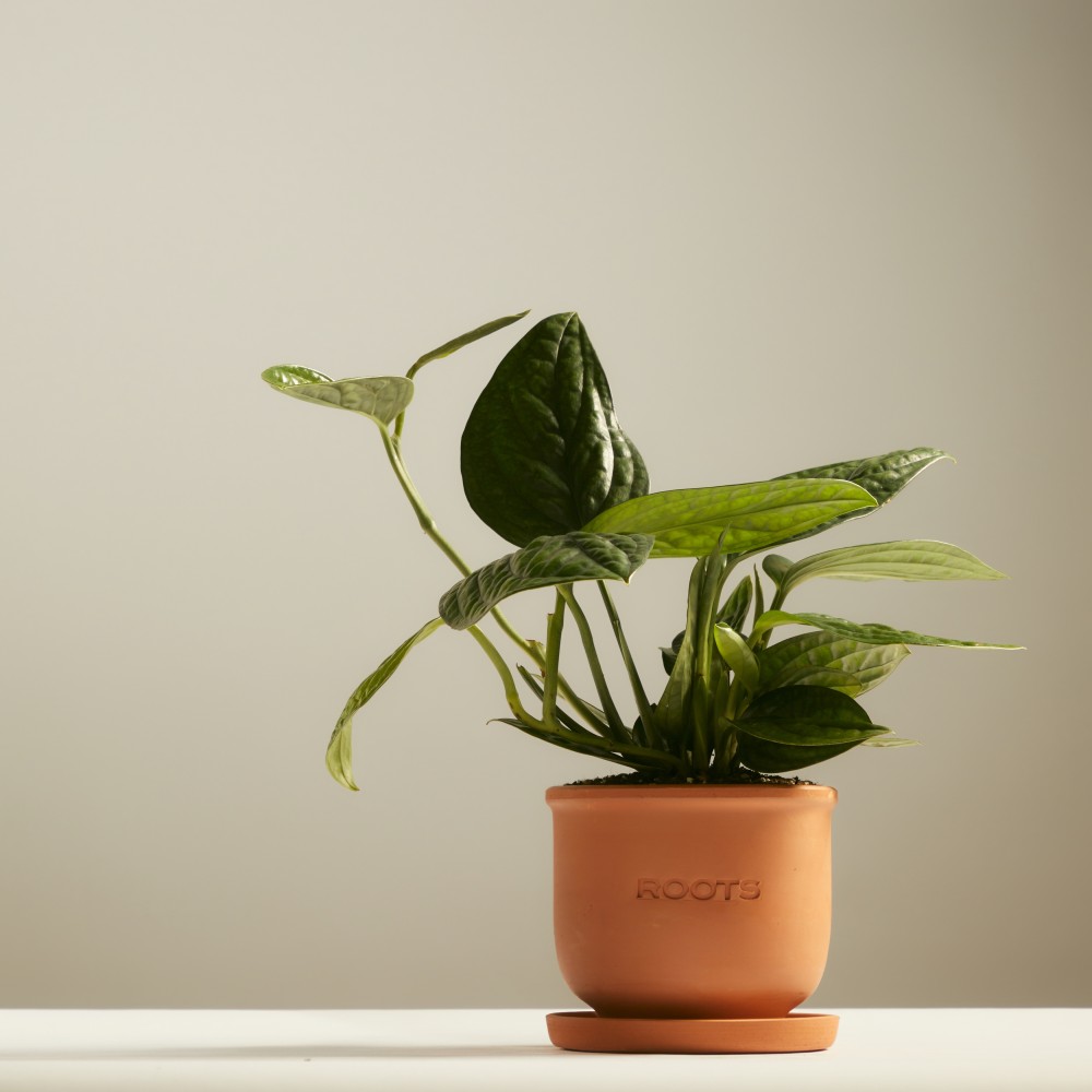 Эпипренум Марбл Планет