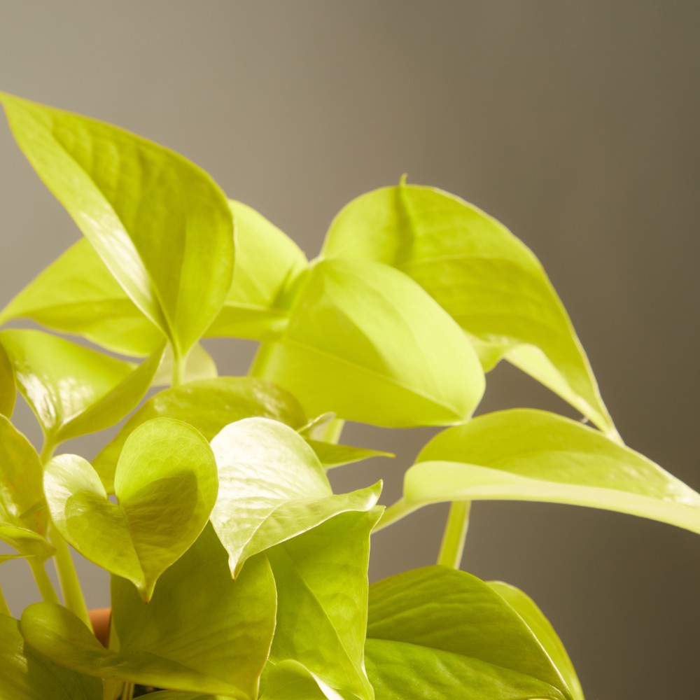 Эпипремнум Голден Лотос Эпипремнум Голден Лотос