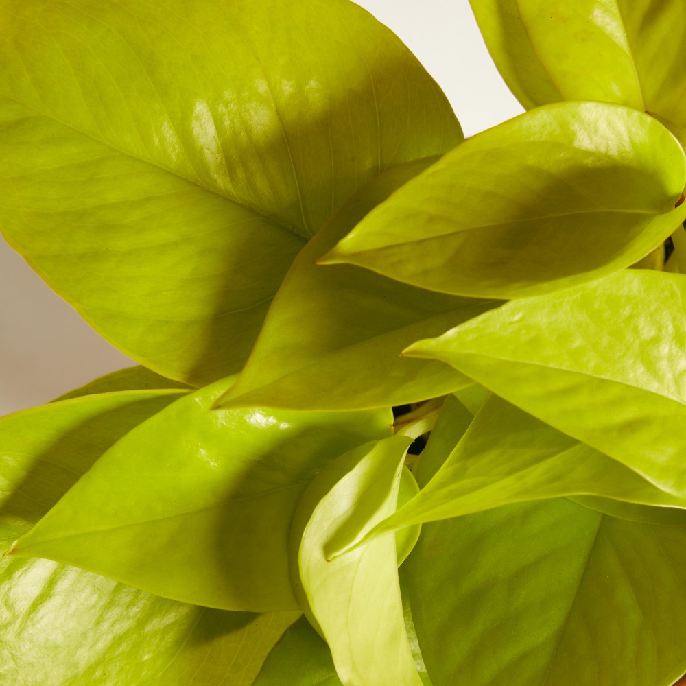 Эпипремнум Голден Лотос Эпипремнум Голден Лотос