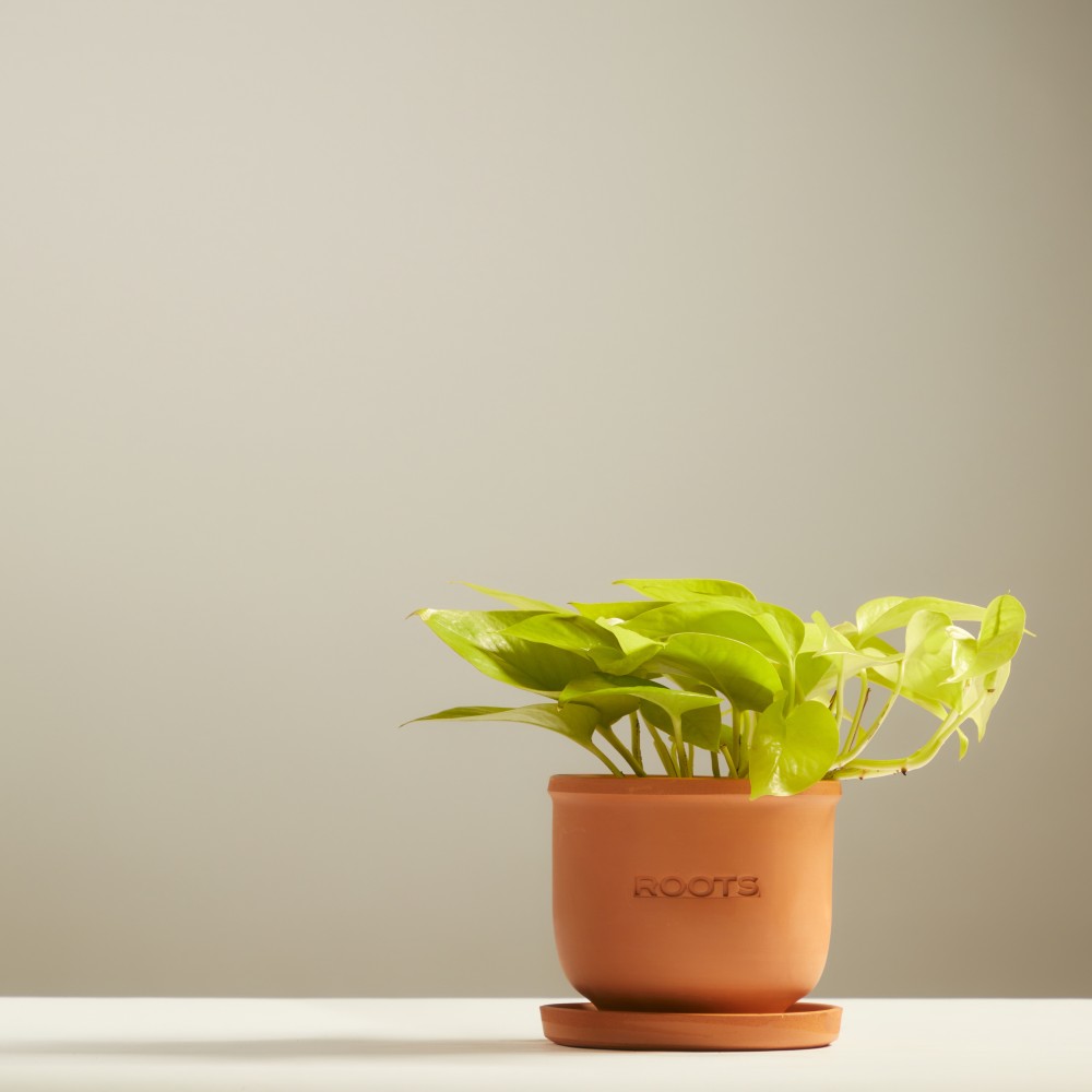 Эпипремнум Голден Лотос Эпипремнум Голден Лотос