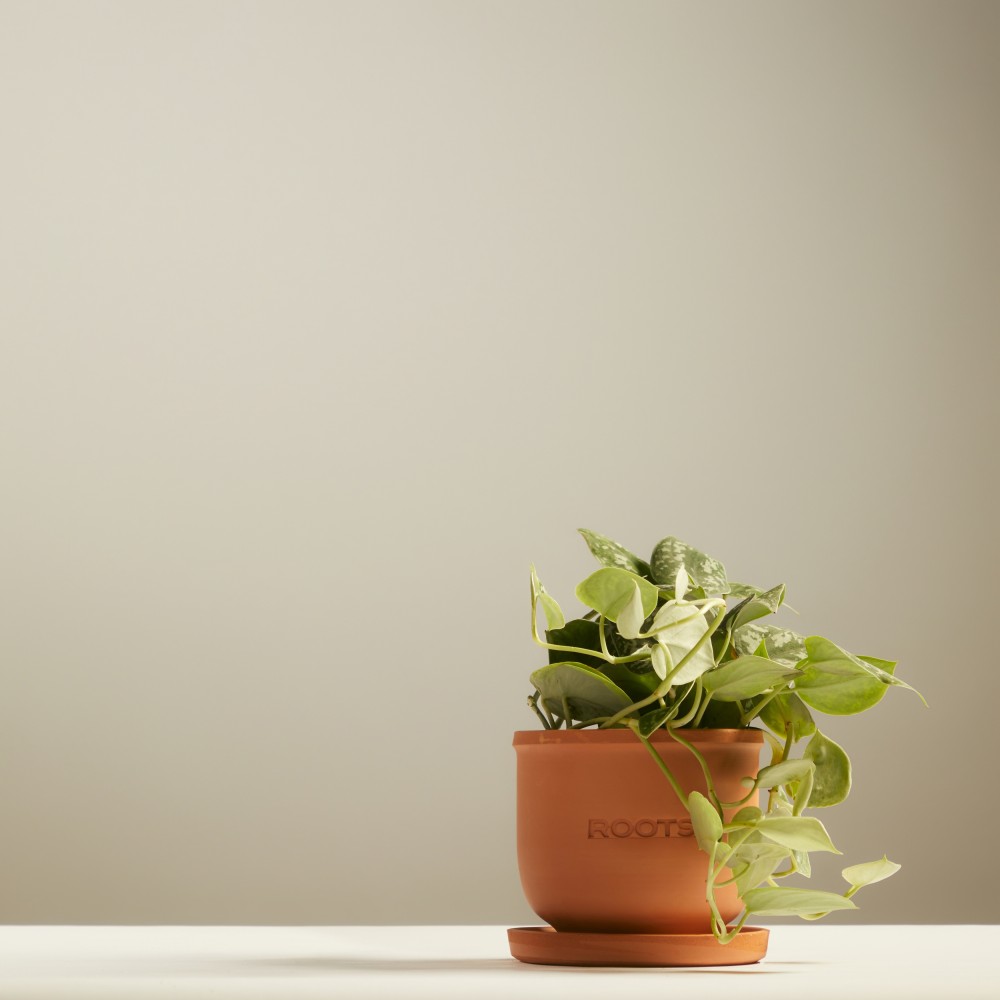 Эпипремнум Пиктус