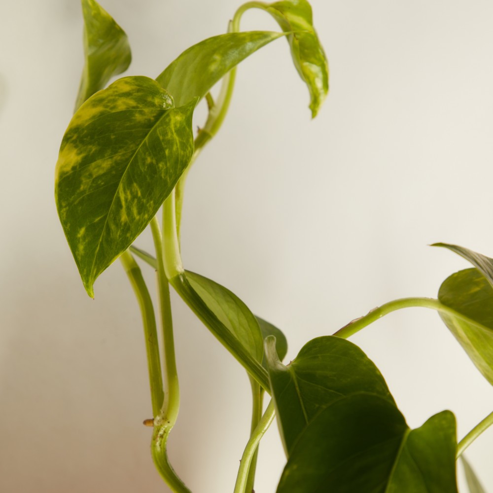 Эпипремнум Ауреум