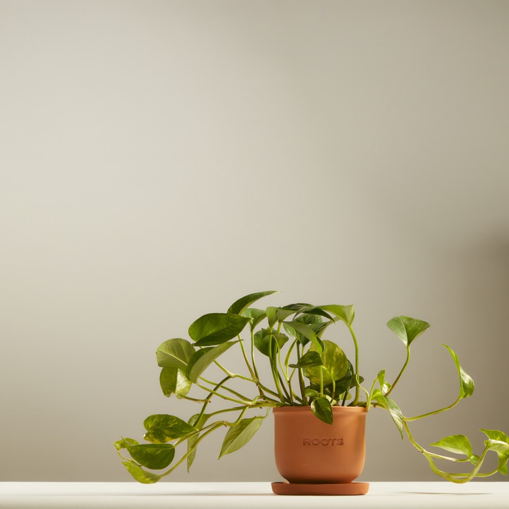 Эпипремнум Ауреум